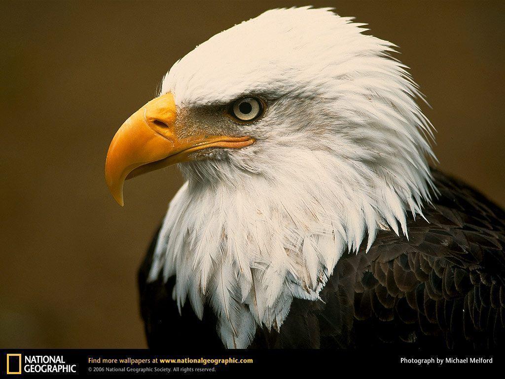 Bald Eagle Picture,Bald Eagle Desk 2K Wallpaper, Free Wallpapers
