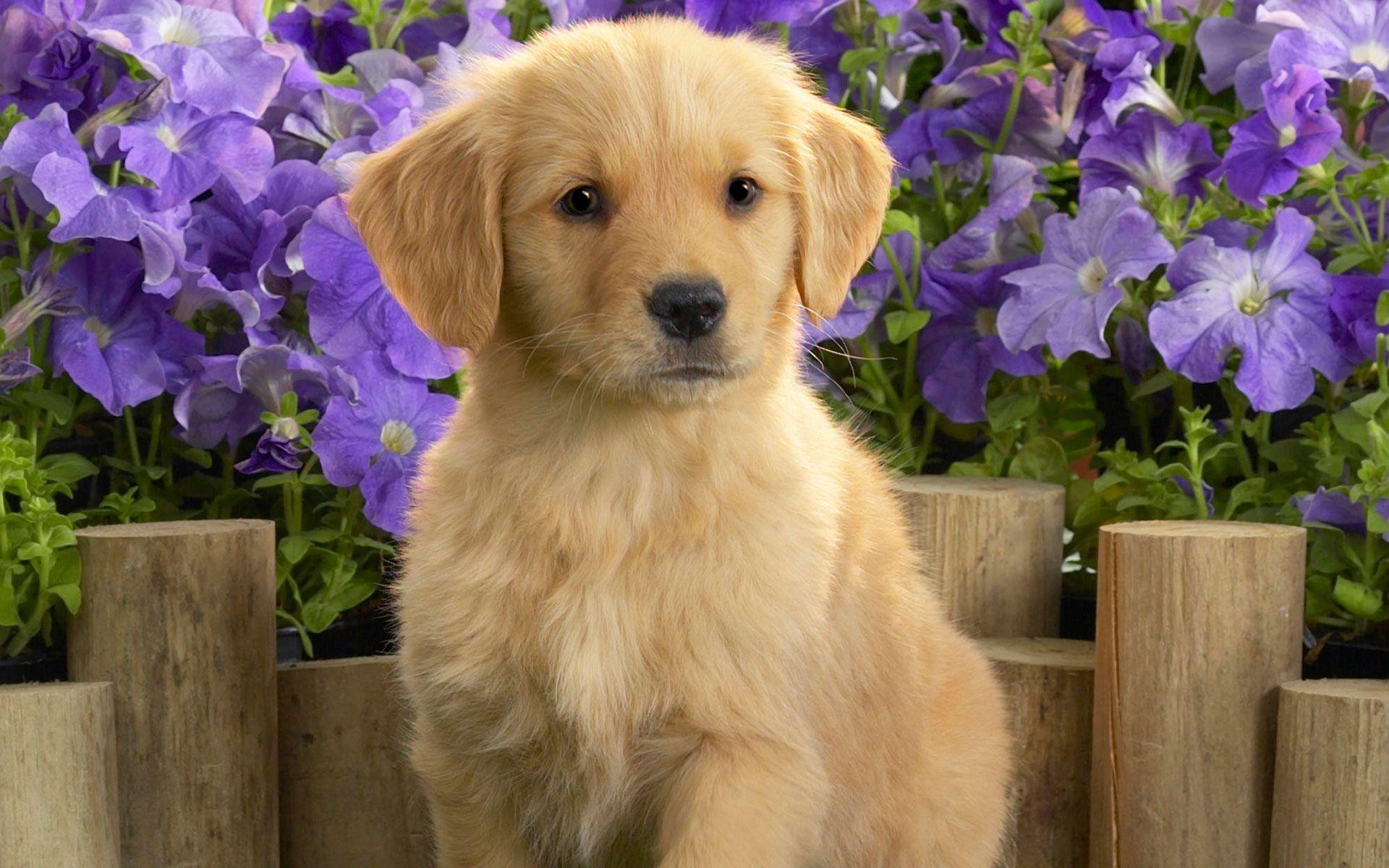 Yellow Labrador Puppy Wallpapers