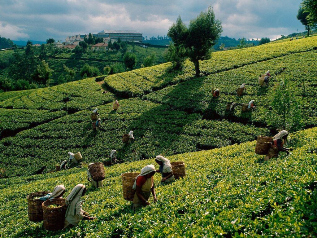 Free HQ Tea Harvest Sri Lanka Wallpapers