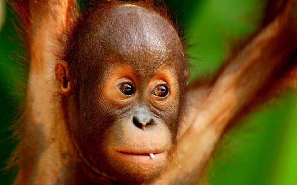 Baby Orangutan Wallpapers