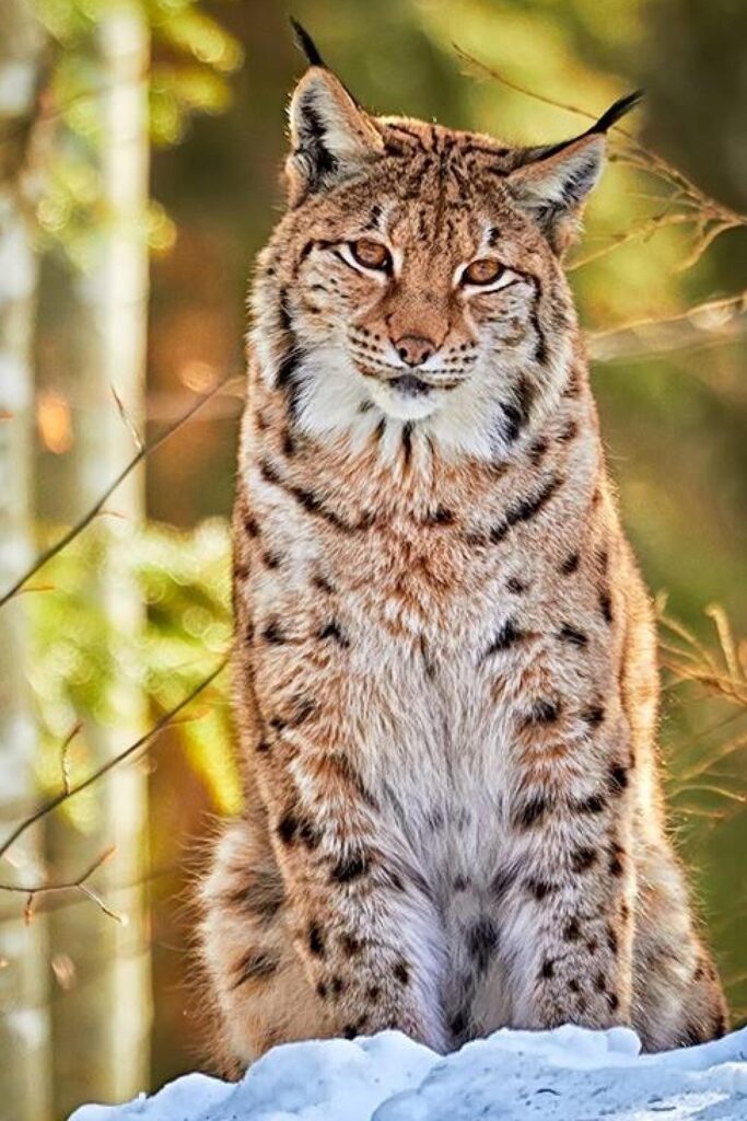 Photo High Resolution Bobcat Photos, by Dalene Rouse