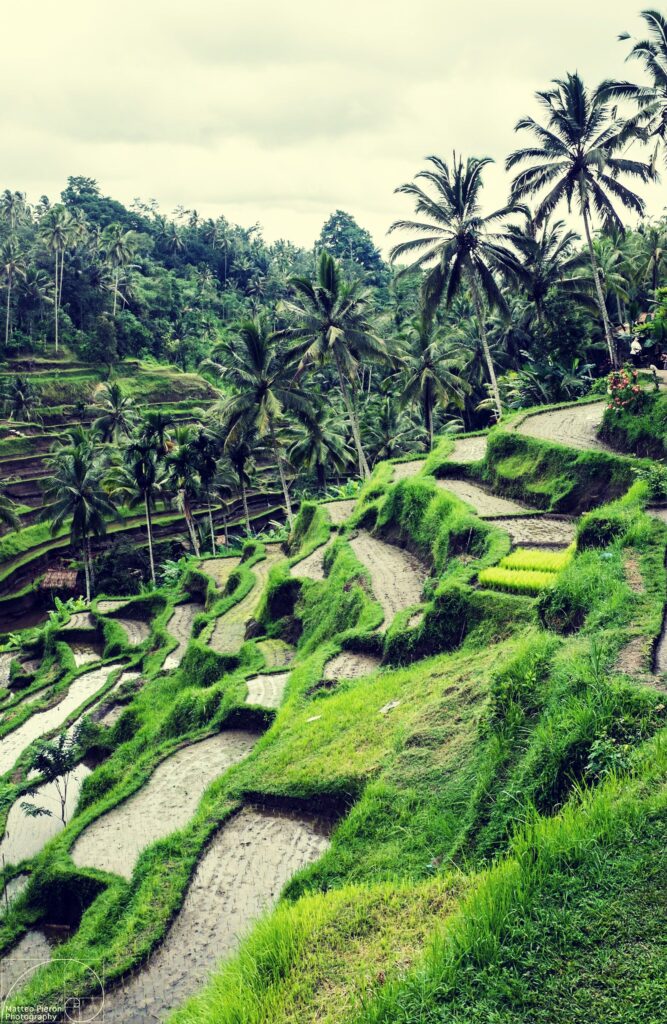 Amazing Rice Fields in Ubud