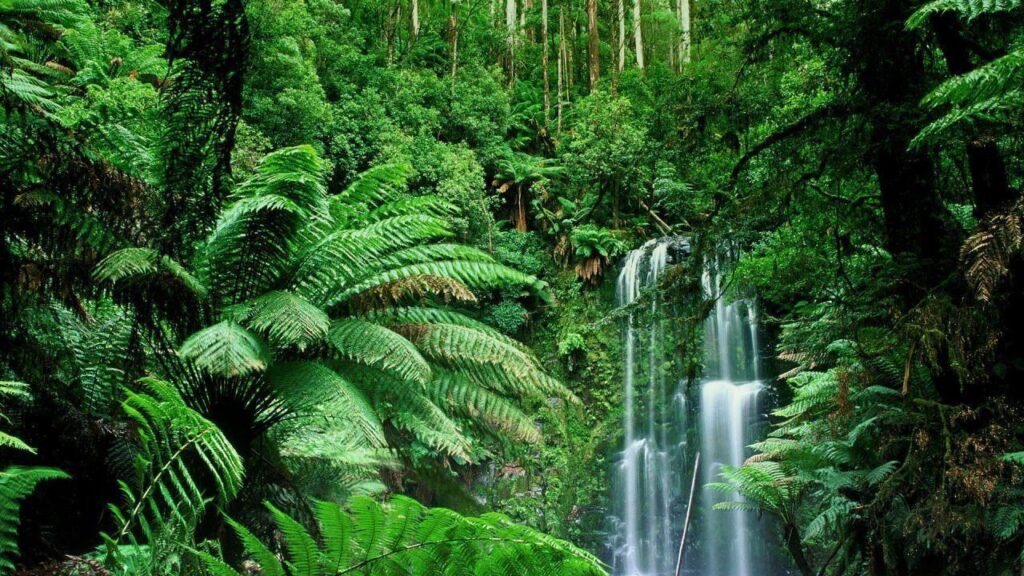 Wallpapers For – Jungle Wallpapers Hd