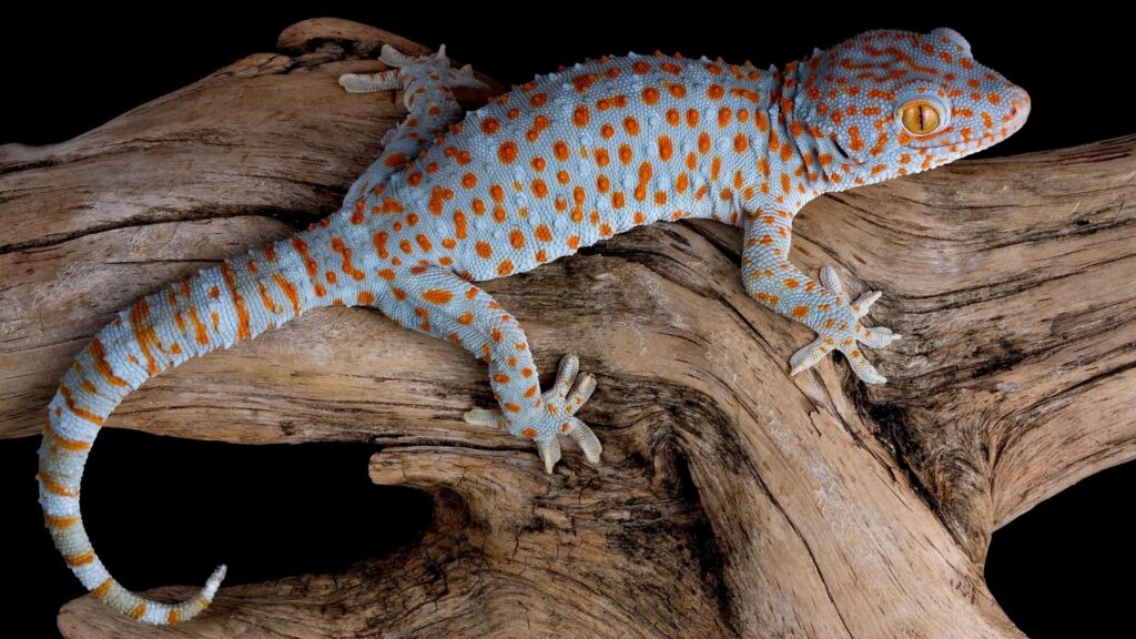 Tokay Gecko 2K Wallpapers
