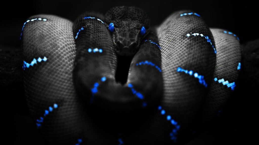 Wallpapers For – Cool Snake Wallpapers