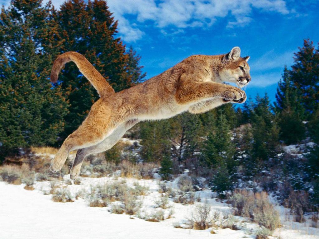 Jumping Puma Animal Wallpapers Hd
