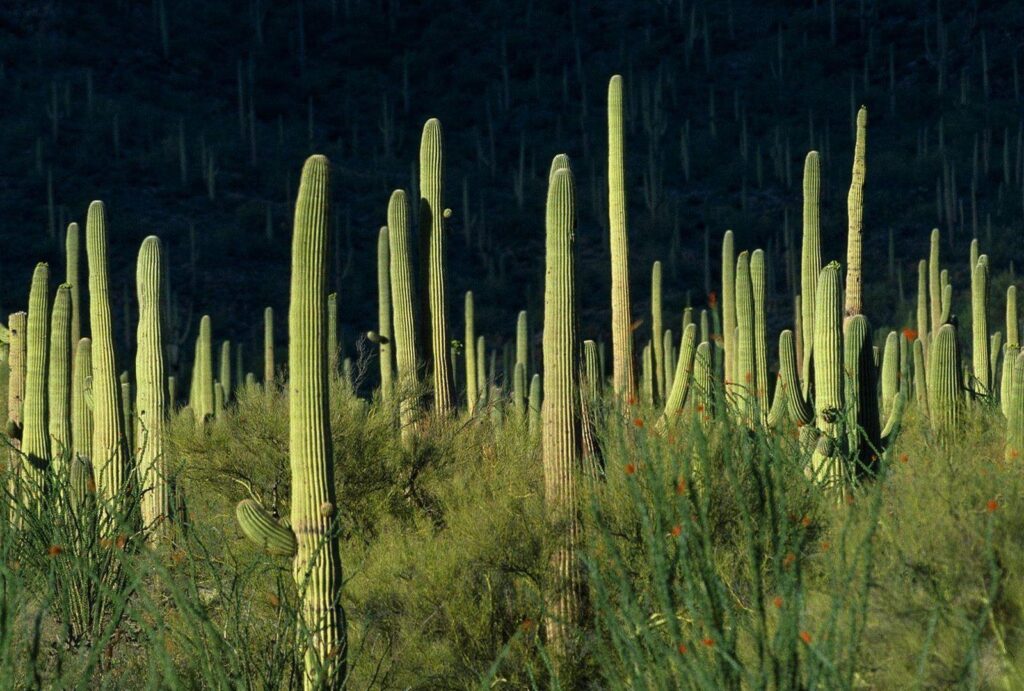 Saguaro Tag wallpapers Prickly Saguaro Green Cactus Desert Storm