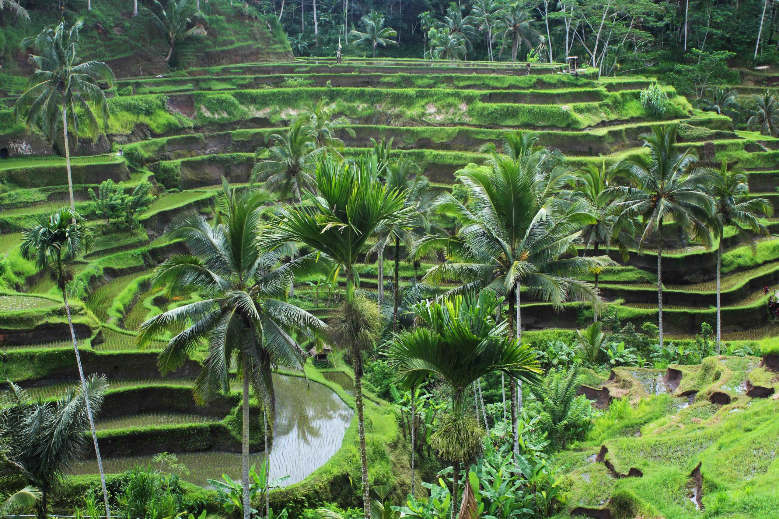 Ubud Wallpapers Wallpaper Photos Pictures Backgrounds