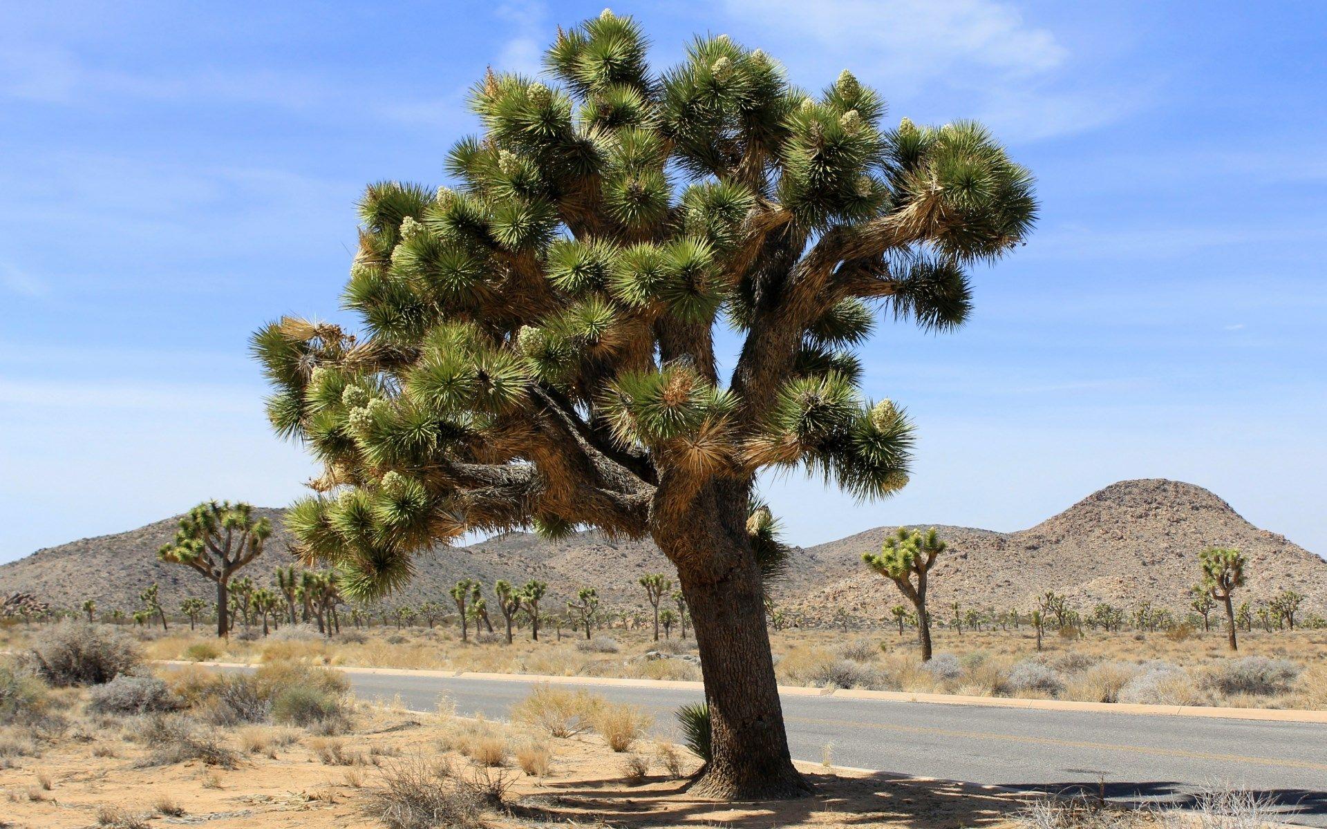 Free wallpapers and screensavers for joshua tree national park