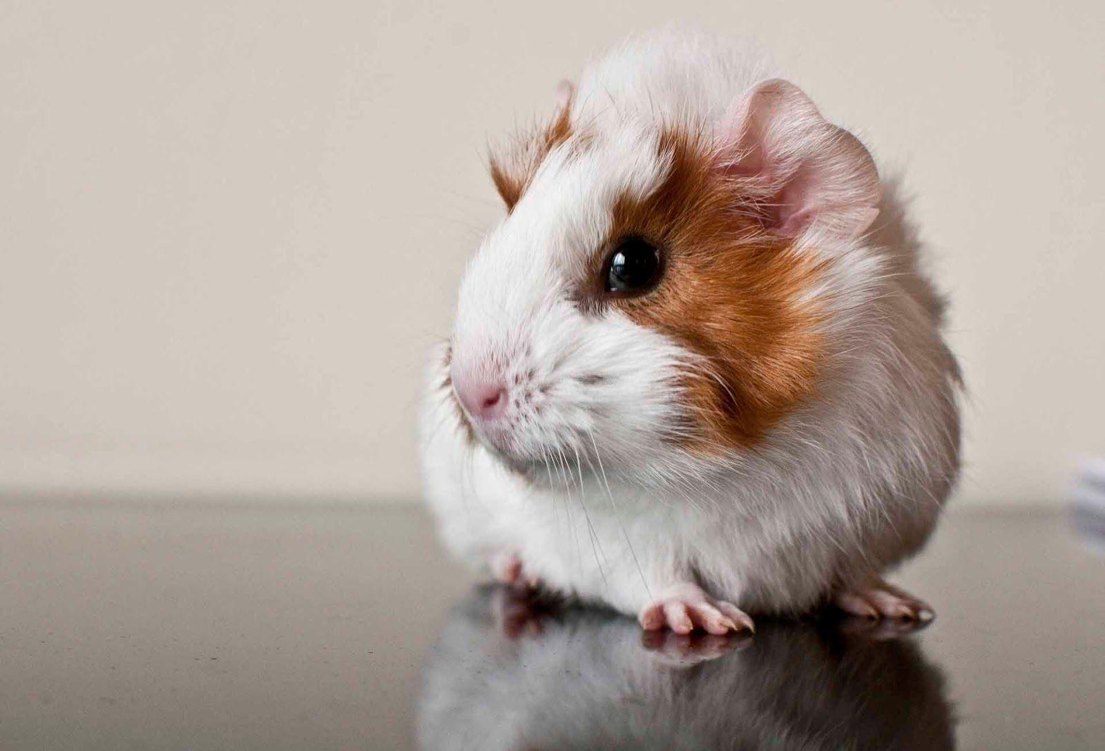 Guinea Pig 2K Wallpaper Backgrounds Wallpapers × Pictures Of