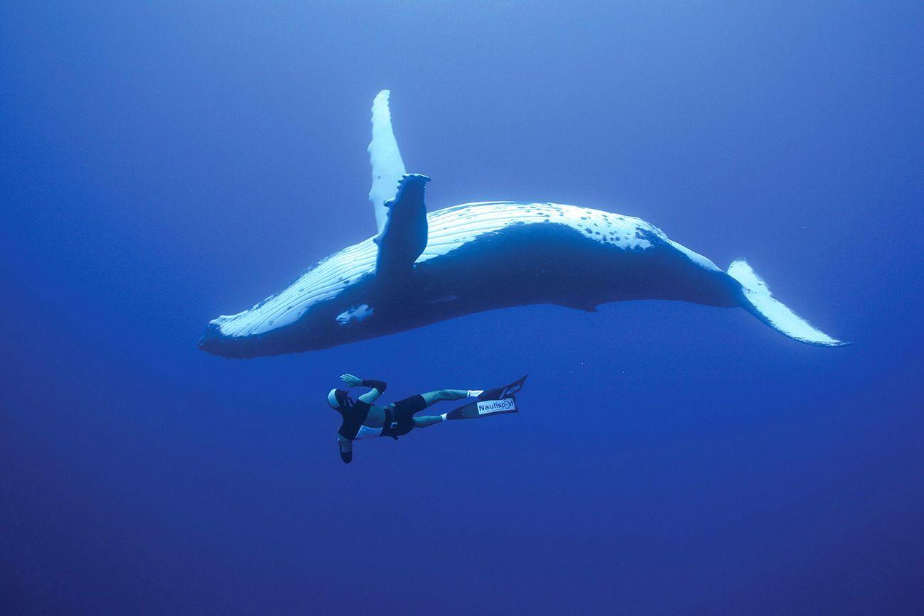 Bucket List Dive With Whales in The Kingdom of Tonga