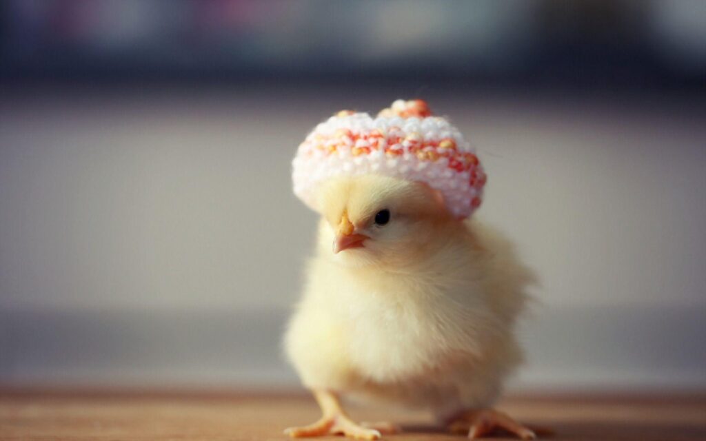 Baby Chicks Wallpapers
