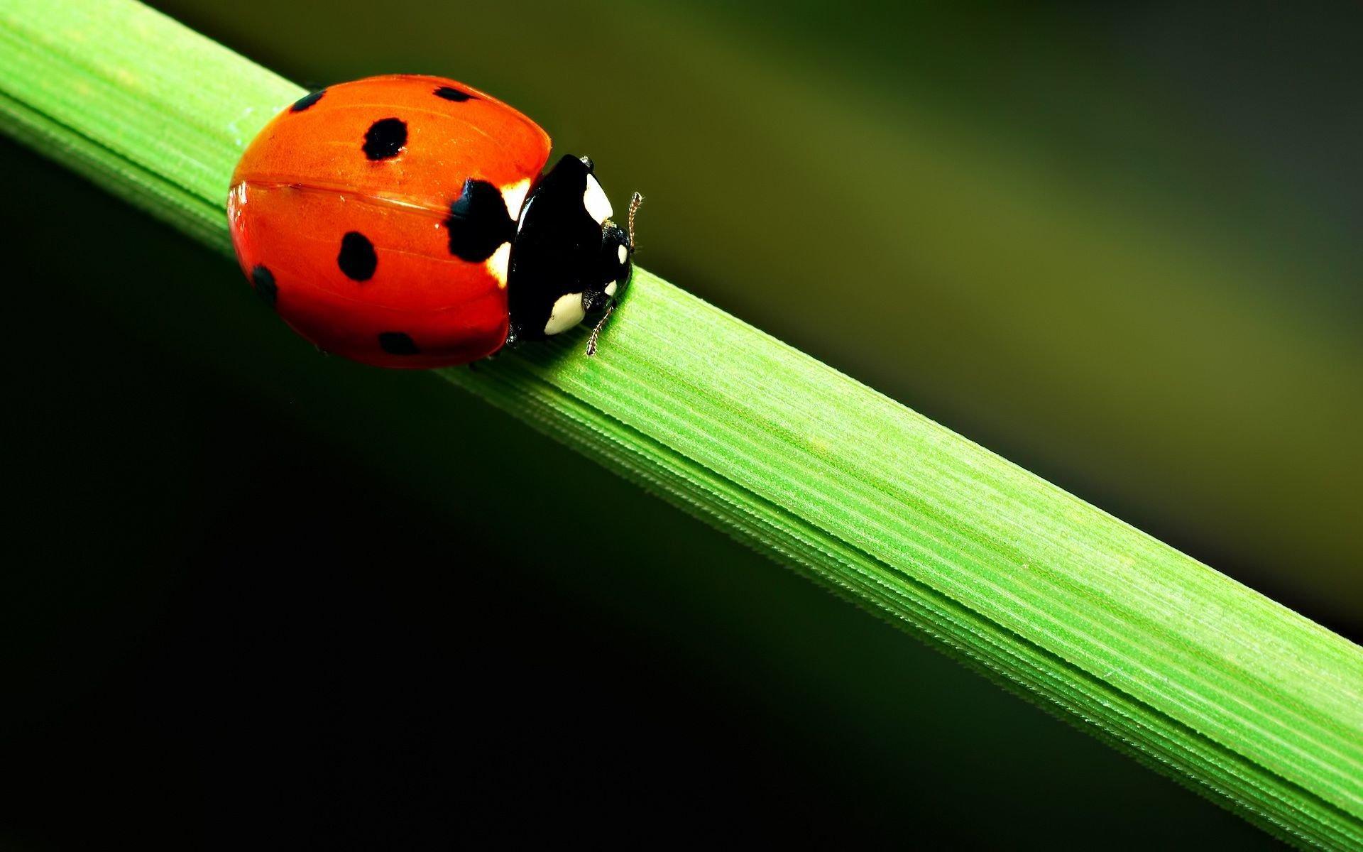 Close Up Wallpapers Of A Cute Ladybird Beetle