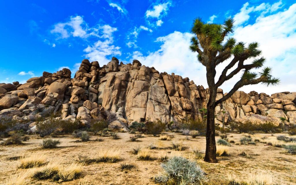 Joshua Tree National Park 2K Wallpapers Best Collection