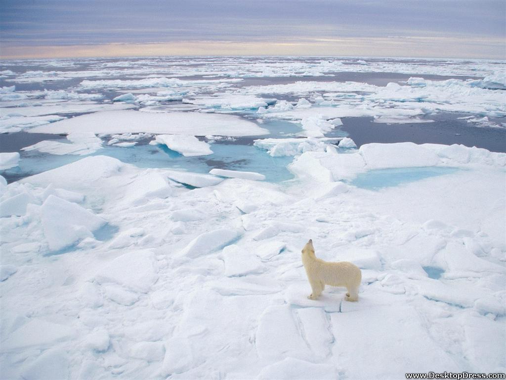 Desk 4K Wallpapers » Animals Backgrounds » Polar Bear, Svalbard