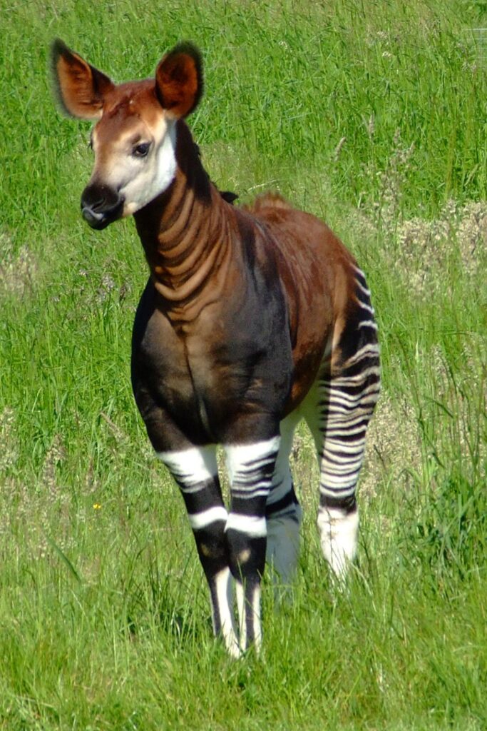 Okapi Facts, Habitat, Diet, Predators, Adaptations, Pictures