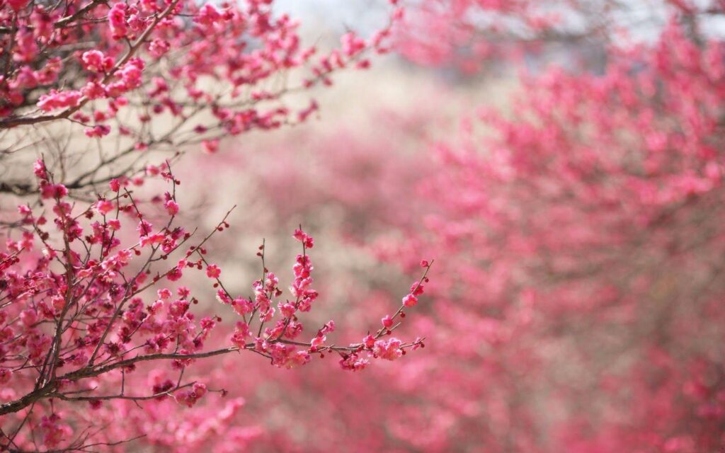 Japanese Sakura Cherry Blossom Wallpapers