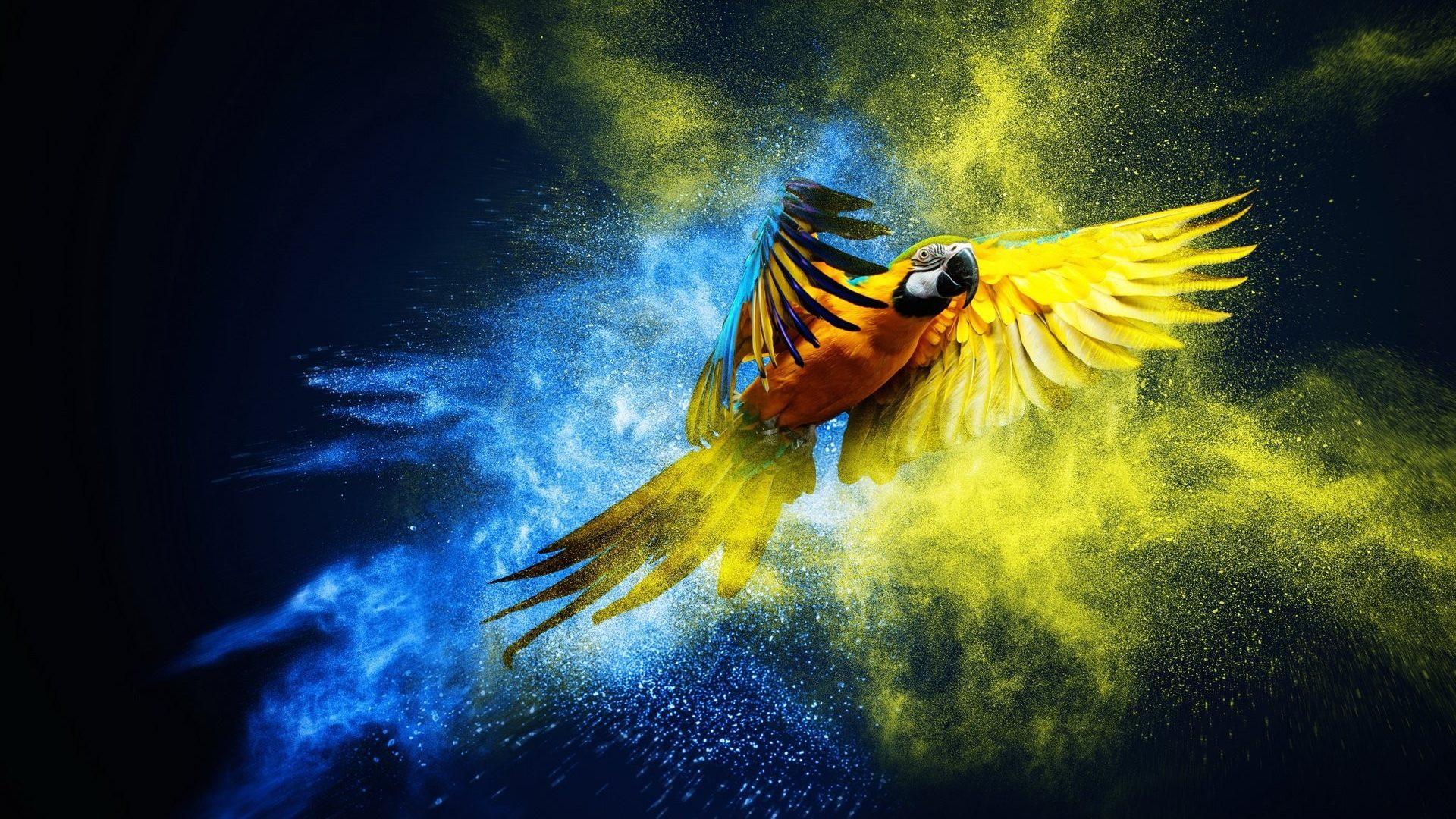 Birds Macaw Artwork Parrot Wallpapers Of Birds With Flowers for HD