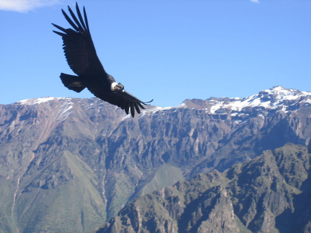 Start Packet Peru or days Colca canyon from Arequipa