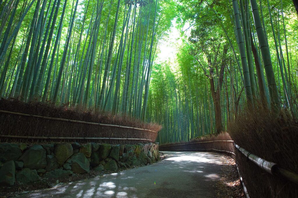 Sagano Bamboo Forest