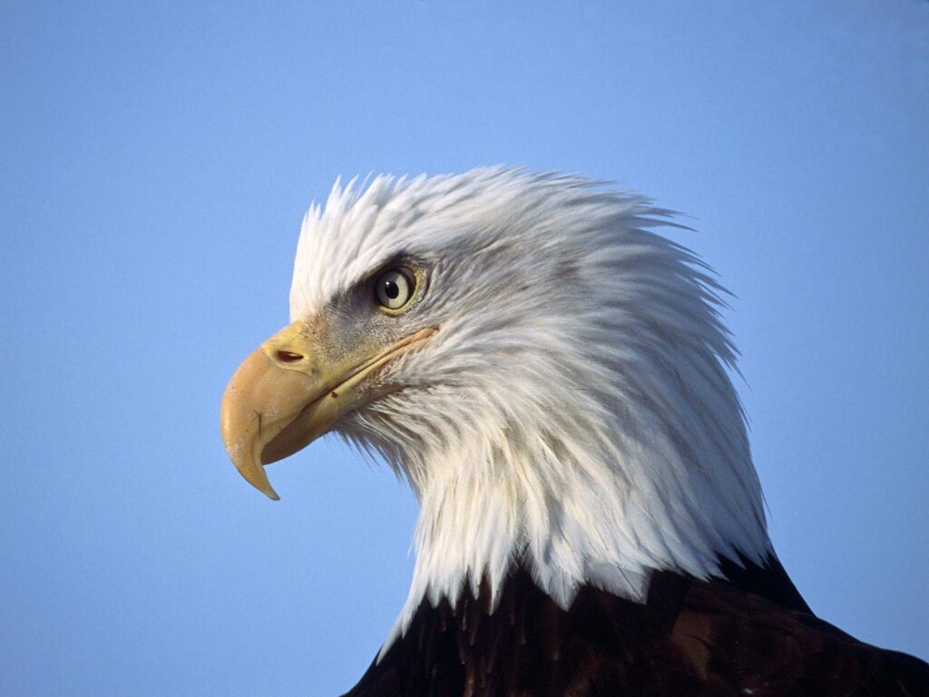 Eagle Wallpapers Free Download Group