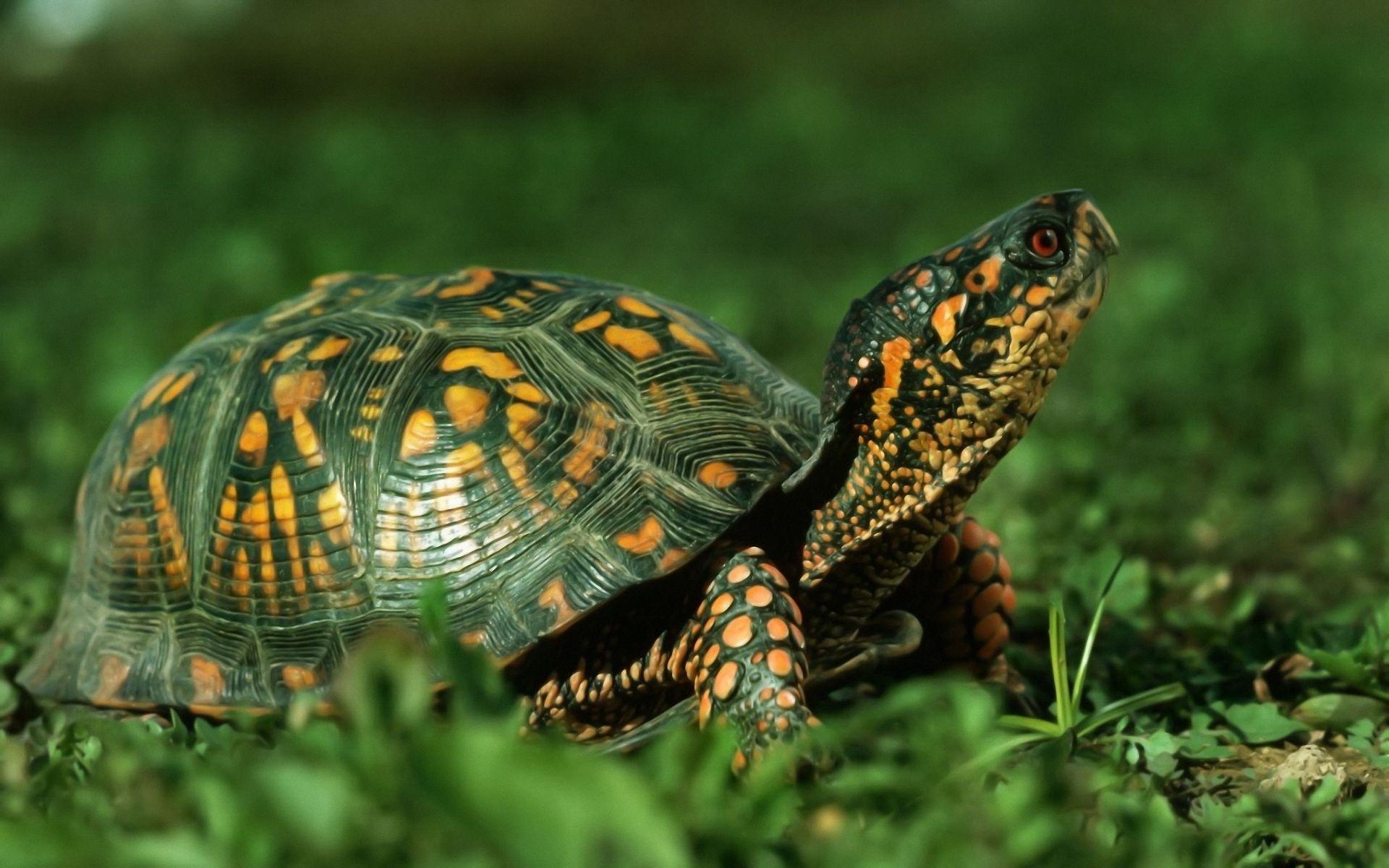 Tortoise Wallpapers for PC