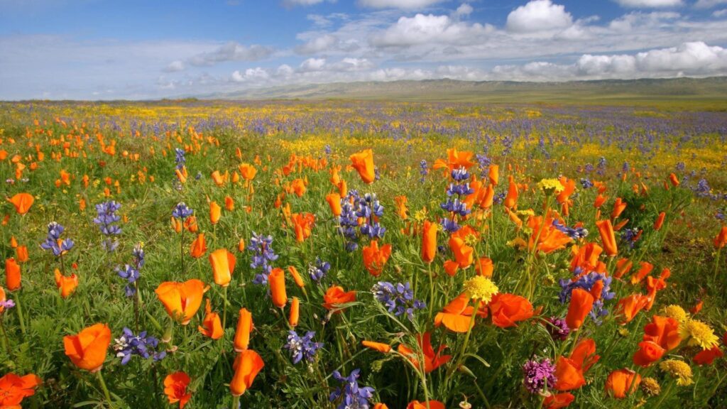 California national monument meadows orange plain poppies
