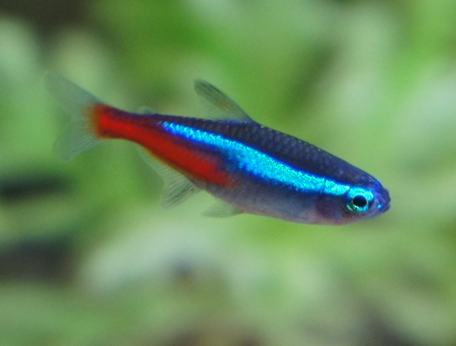 Neon tetra Fish Pictures Free Download