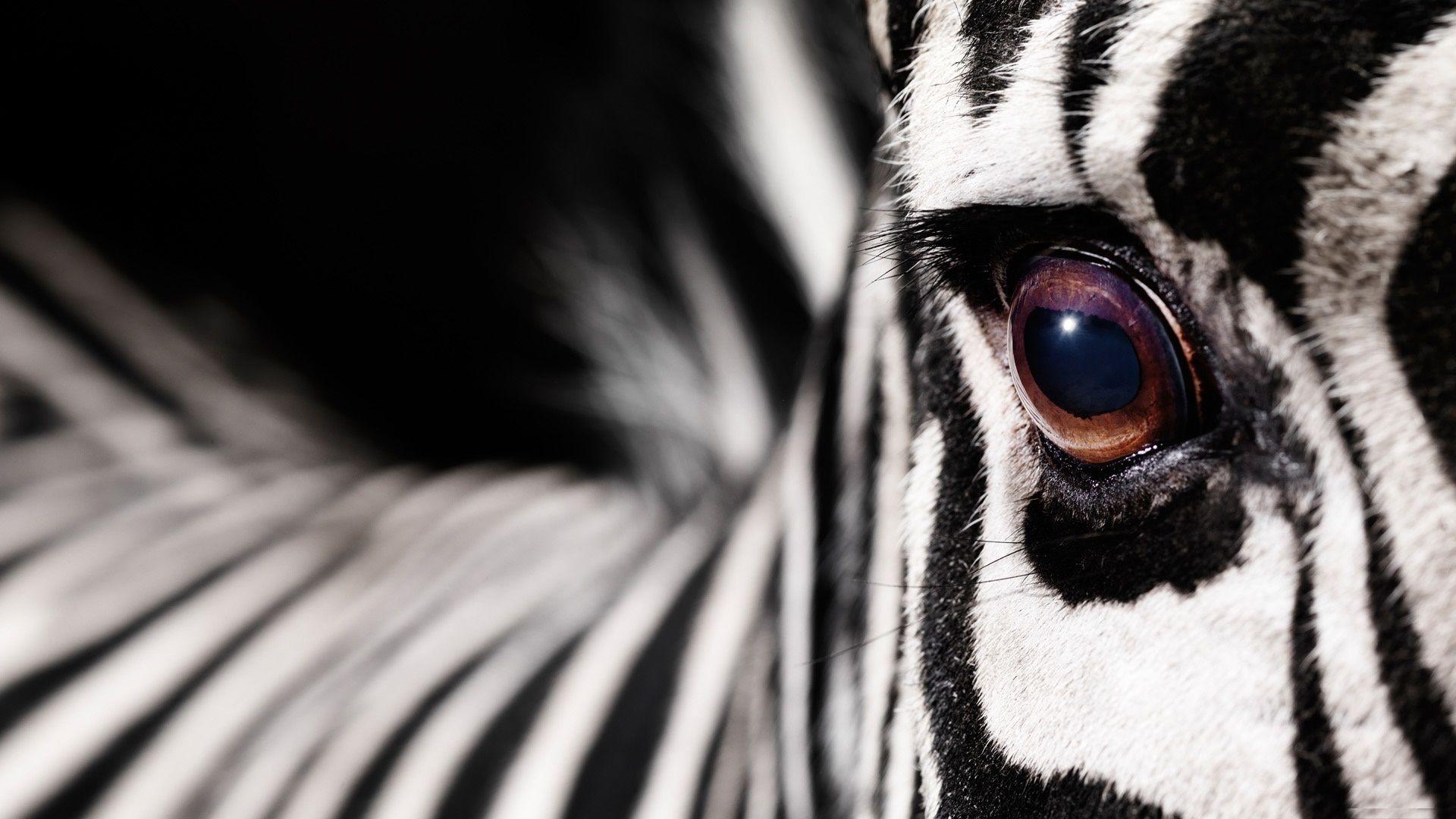 Download Zebra Wallpapers App Gallery × Zebra Wallpaper