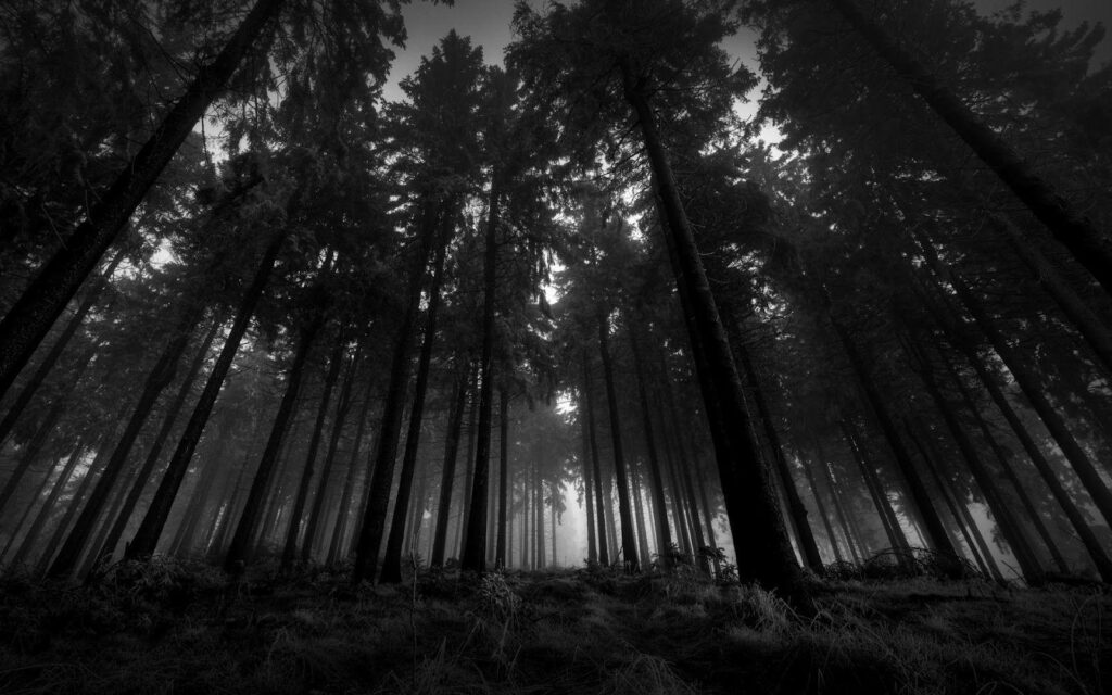 Forest Wallpapers Black And White Download 2K Pictures