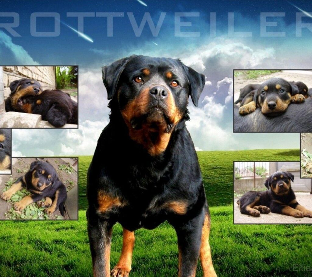 Cool Rottweiler Wallpapers Wallpaper & Pictures