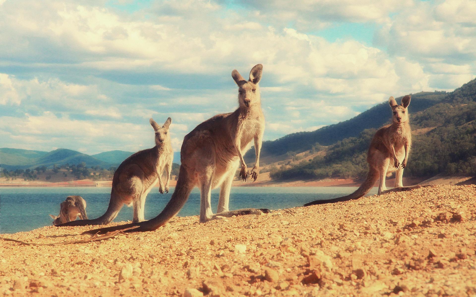 Best Kangaroo Wallpapers on HipWallpapers