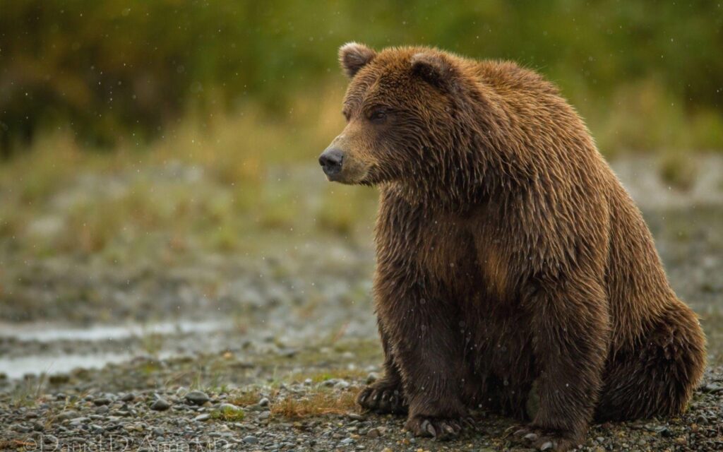 Grizzly bear sits and watches free backgrounds