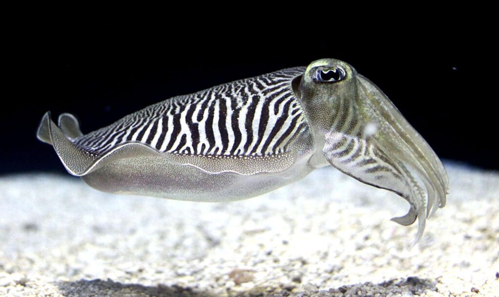 Cuttlefish Wallpapers