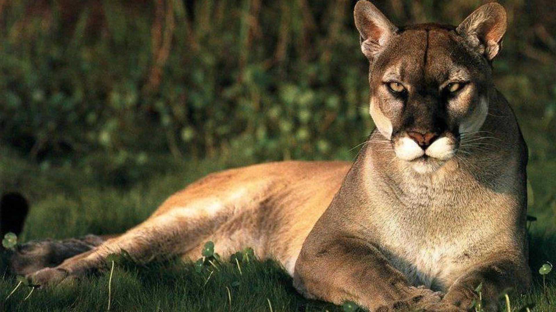 Animals pumas wallpapers and backgrounds K kB