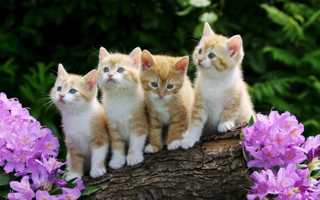 Cute Baby Cats Wallpapers Group
