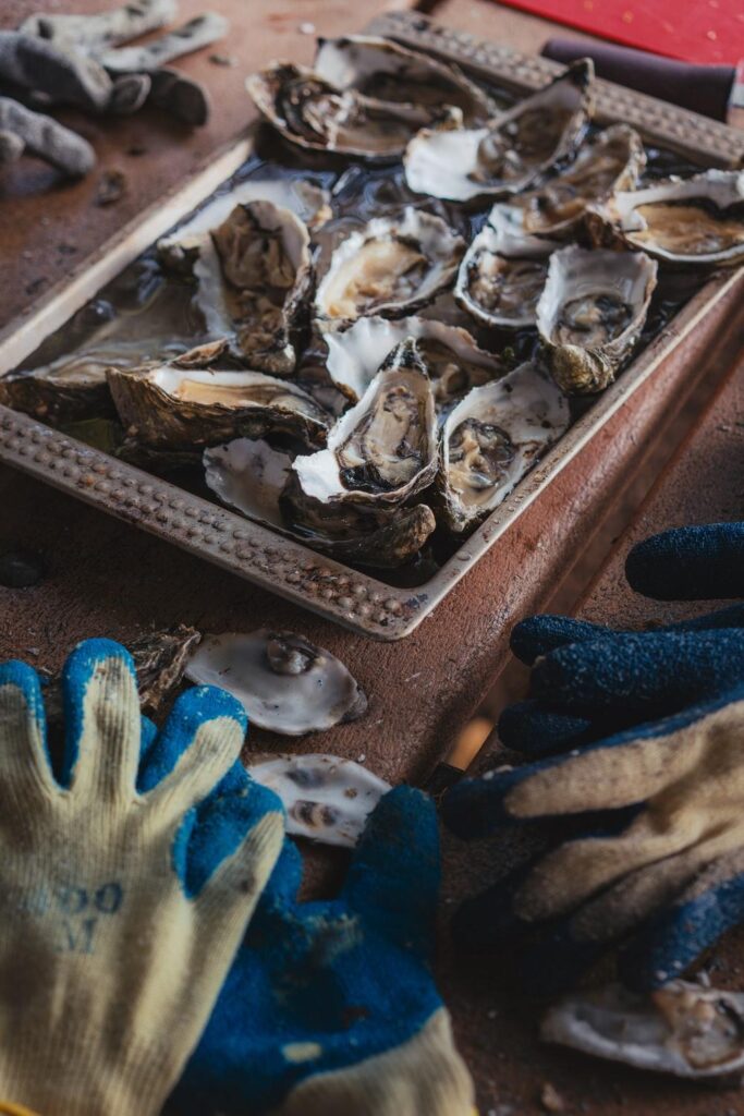 Shallow focus photography of oysters on bowl photo – Free