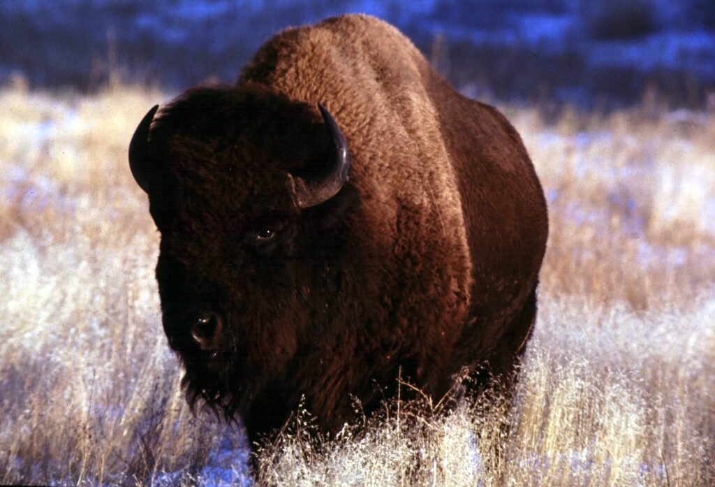 Bison TheWallpapers
