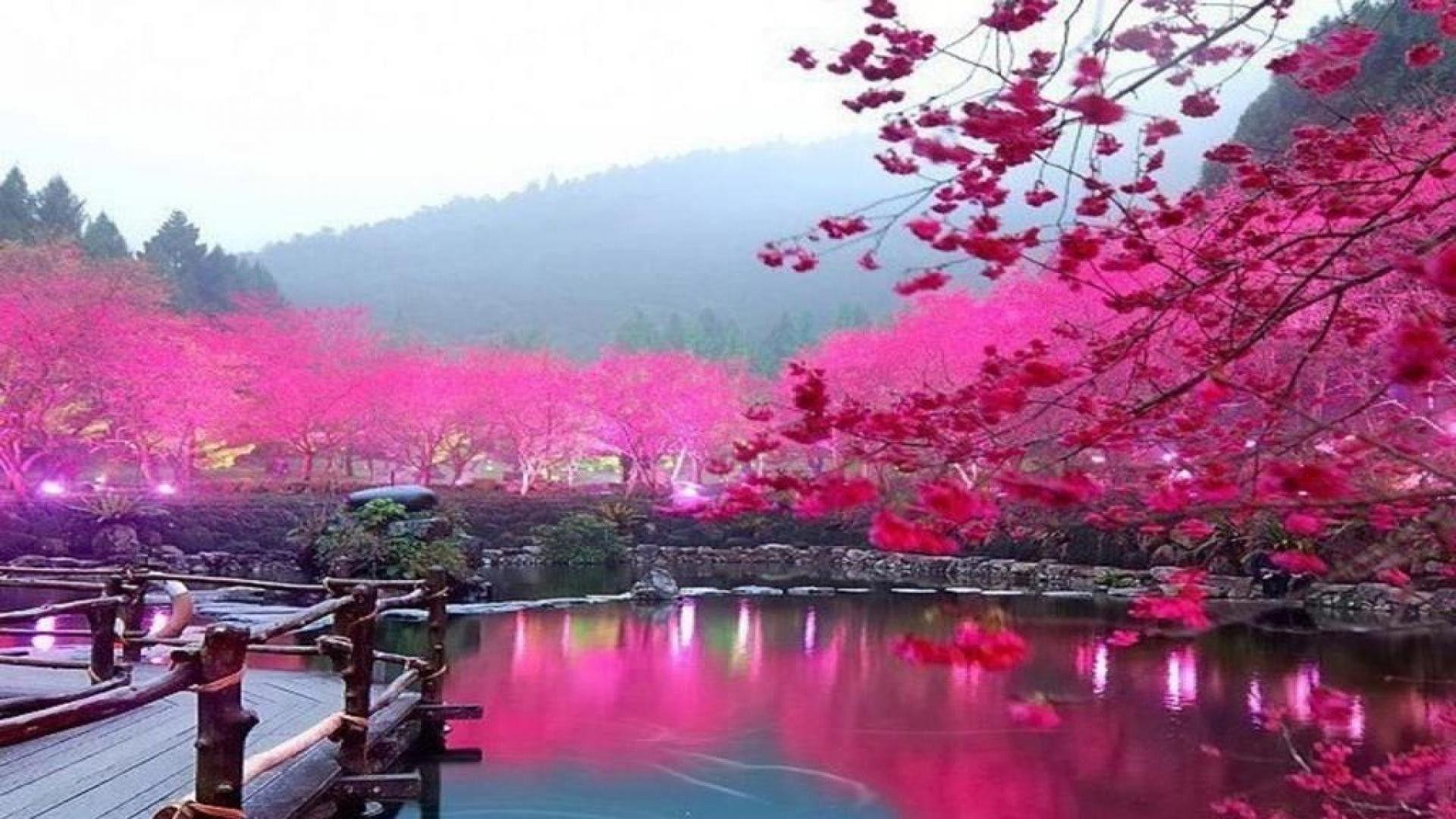Japanese Garden Cherry Blossom Wallpapers