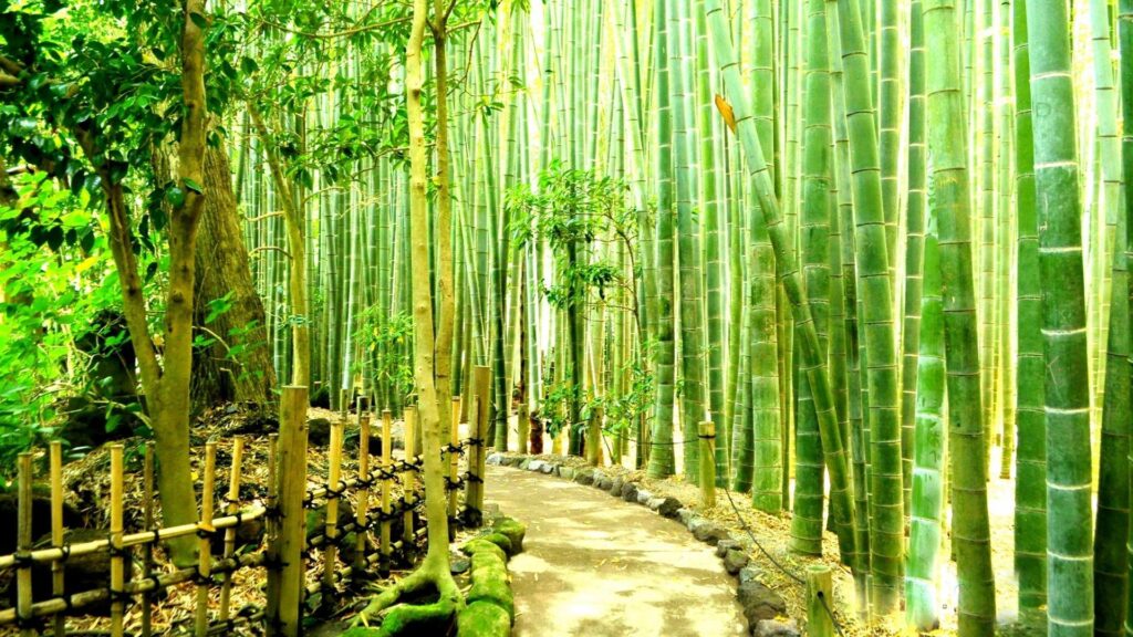 Bamboo Forest Wallpapers