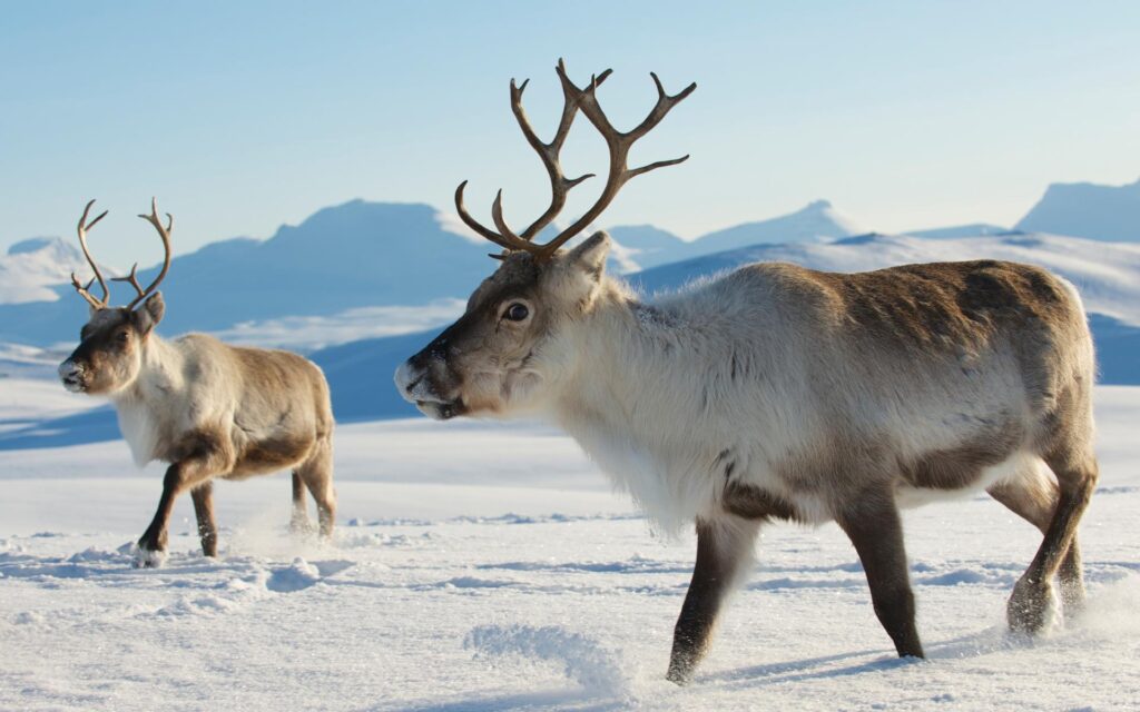 Reindeers in natural environment, Tromso region, Northern Norway