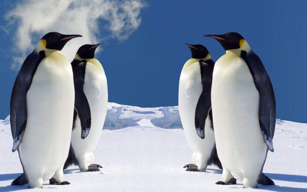 Penguin Wallpapers 2K Pictures – One 2K Wallpapers Pictures