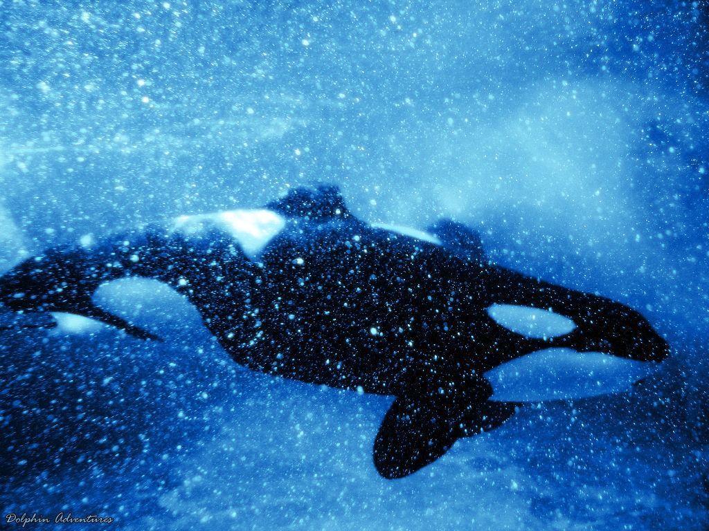 Orca wallpapers by annlo wallpapers
