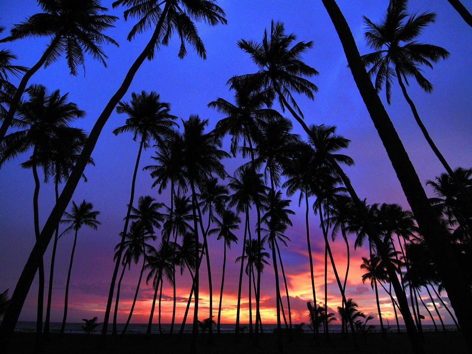 Free Palm Tree Wallpapers