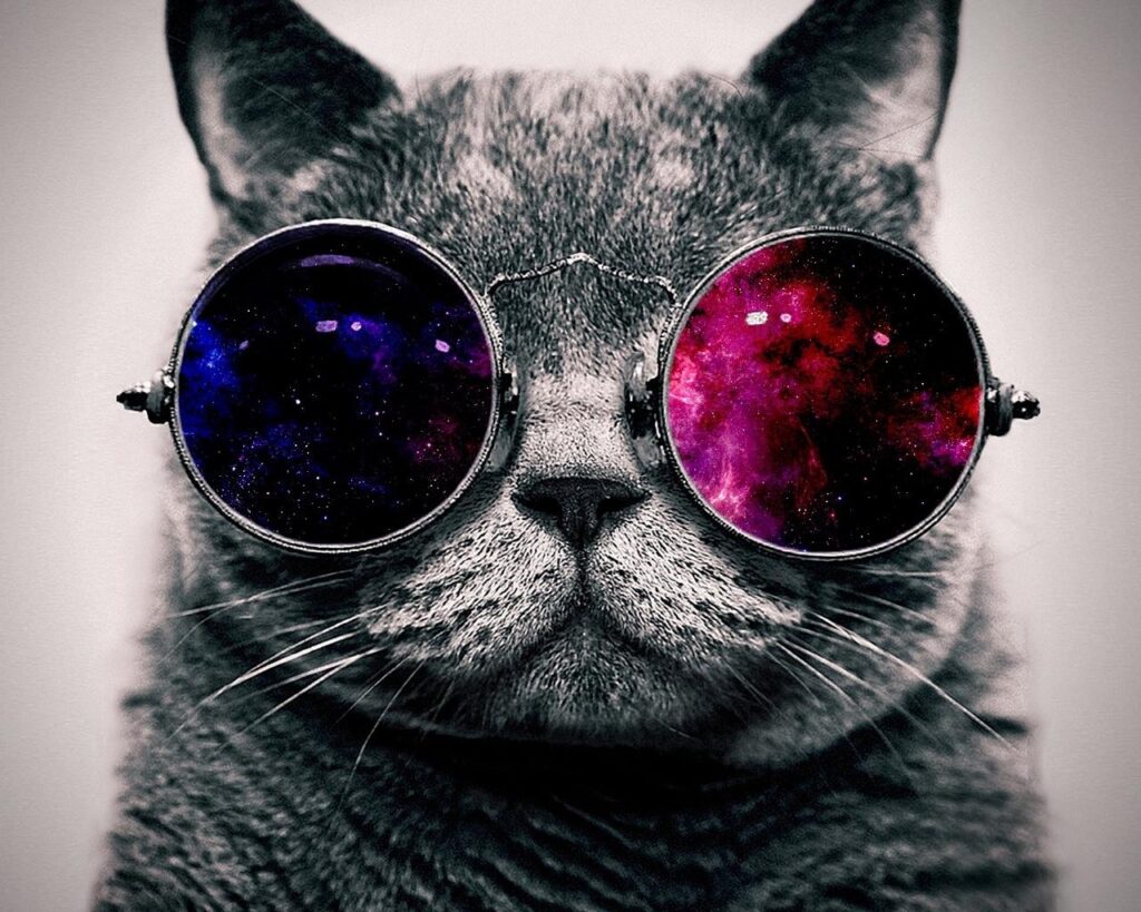 Download wallpapers cat, face, glasses, thick standard