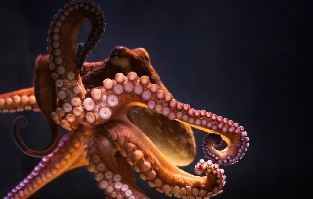 Wallpapers aquarium, octopus, tentacles, octopus, cephalopod