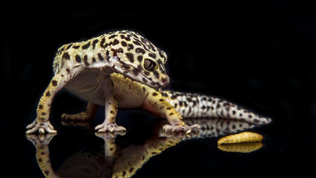 Free wallpapers and screensavers for leopard gecko