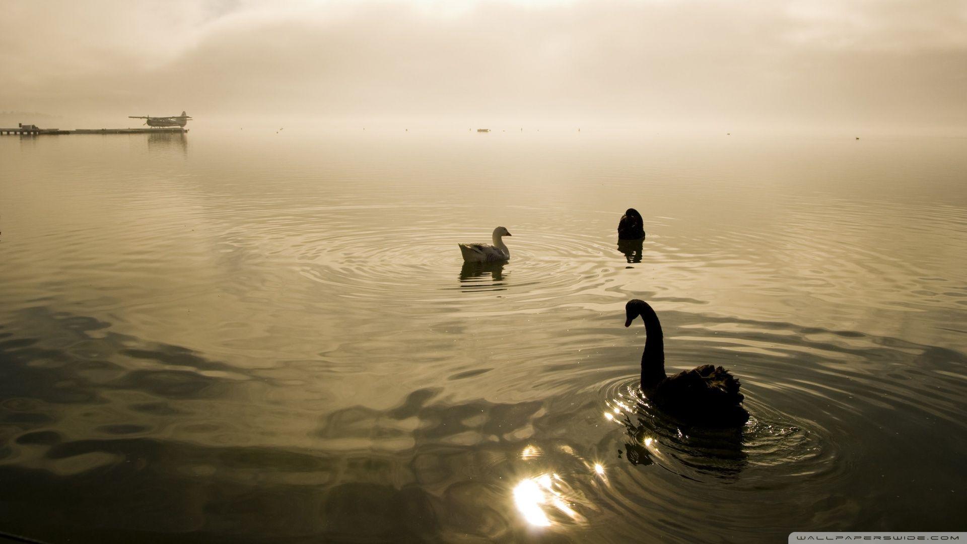 Two Swans And A Goose 2K desk 2K wallpapers High Definition