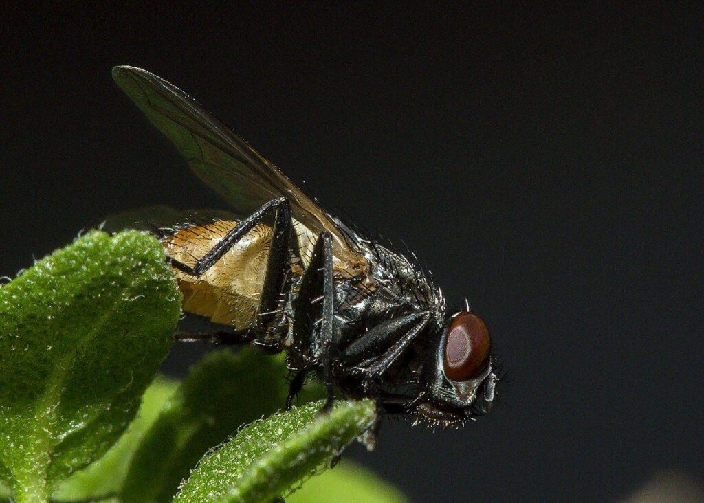 House Fly Macro With Sharp Detail
