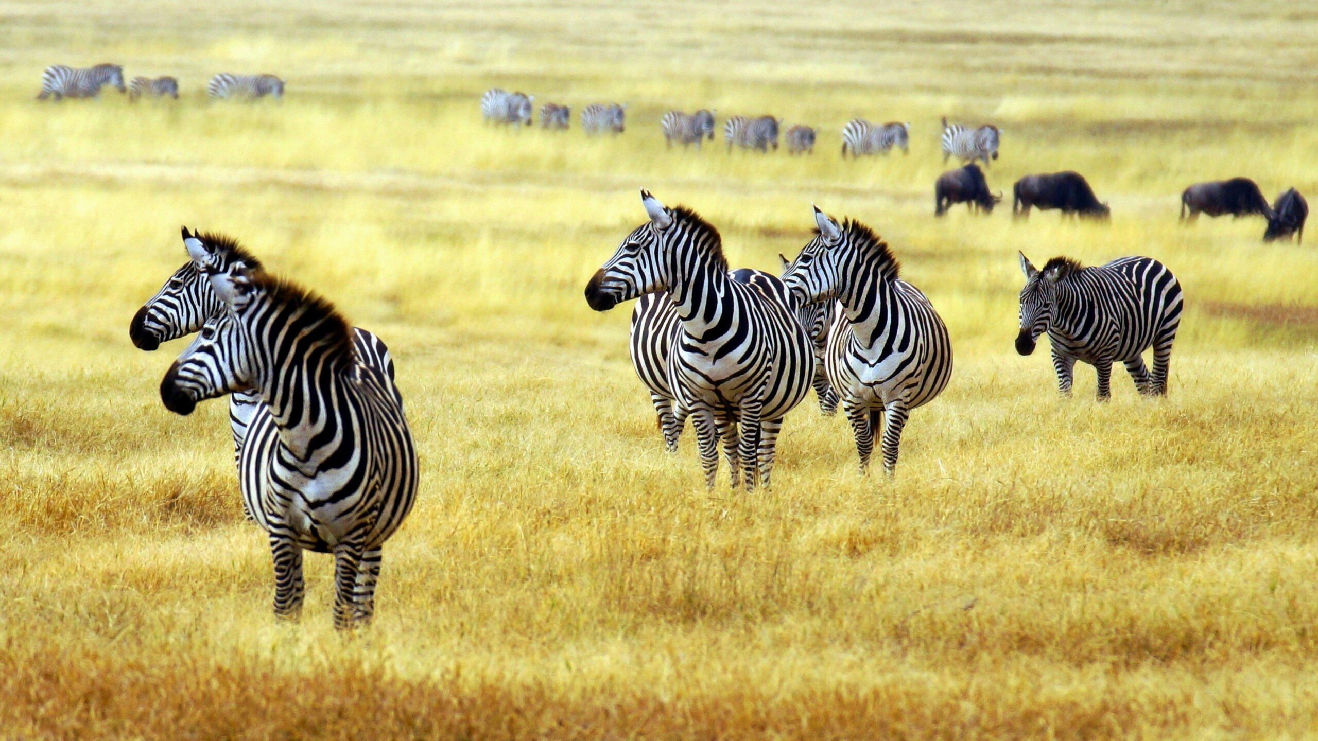 Zebras In Arusha National Park Wallpapers